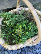 Cooking with Wild & Foraged Ingredients - Dominique's Kitchen